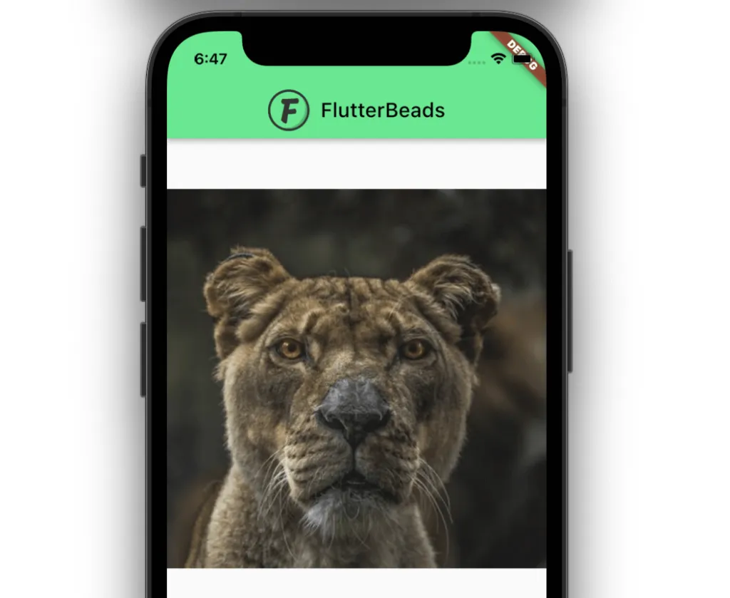 add image from internet in flutter